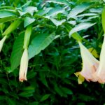 Angel’s trumpet